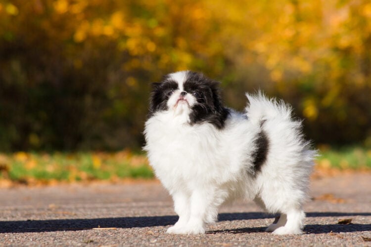 Japanese Chin