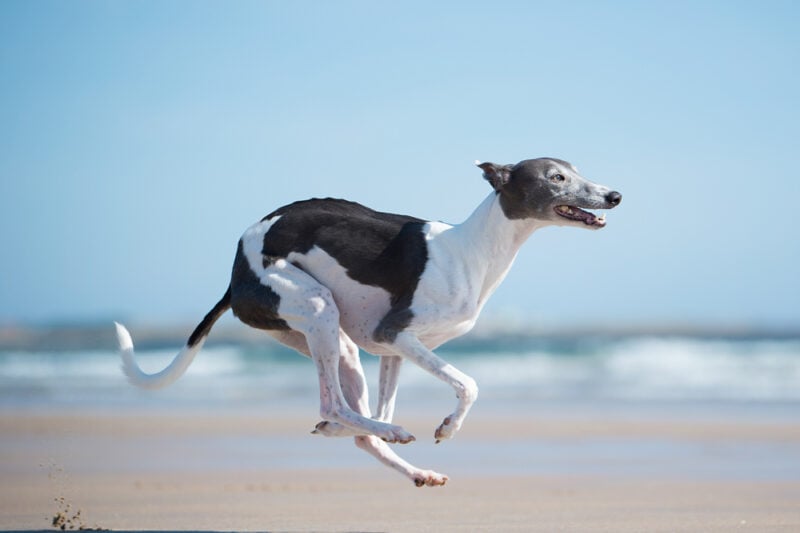 Whippet