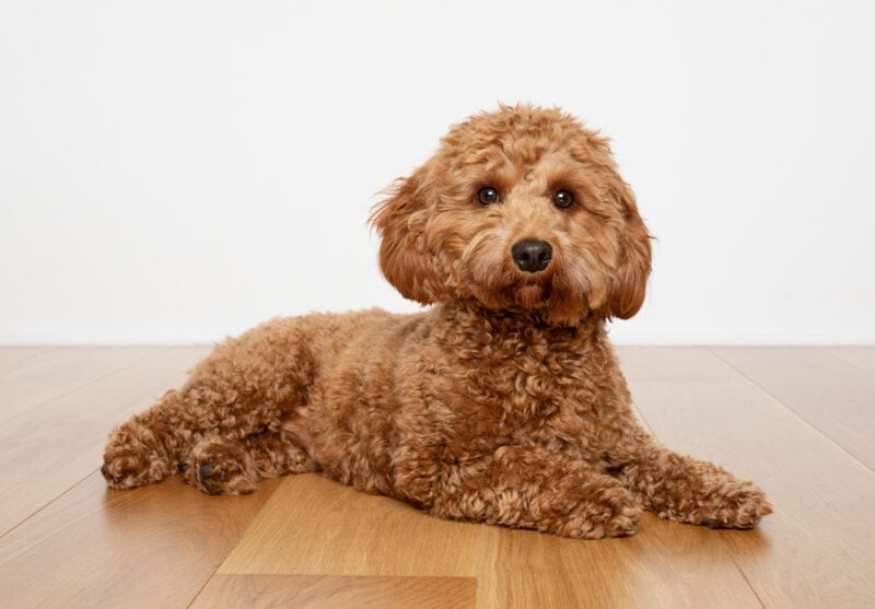 Cavapoo