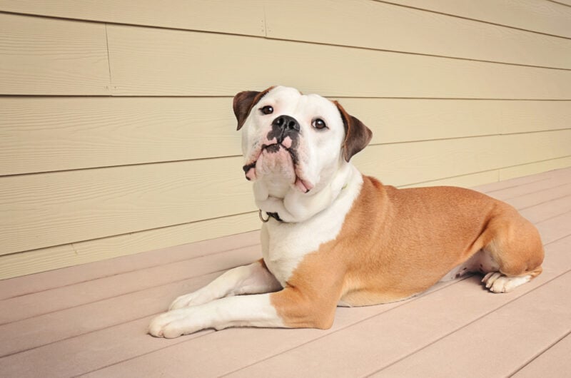 Olde English Bulldog