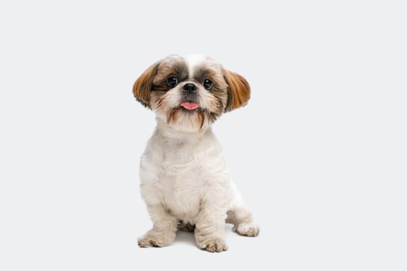 Shih Tzu