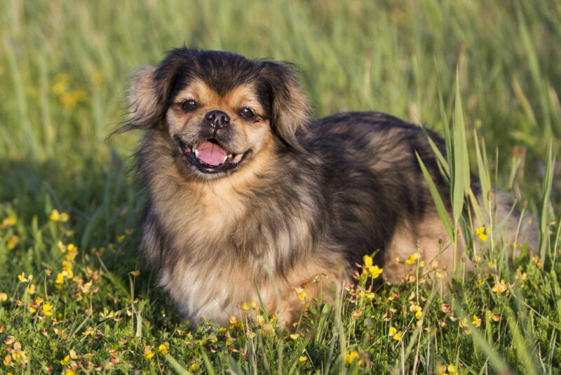 Tibetan Spaniel