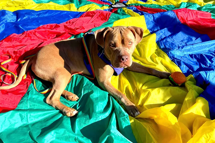 The 10 Best Pit Bull Rescue Stories of 2022