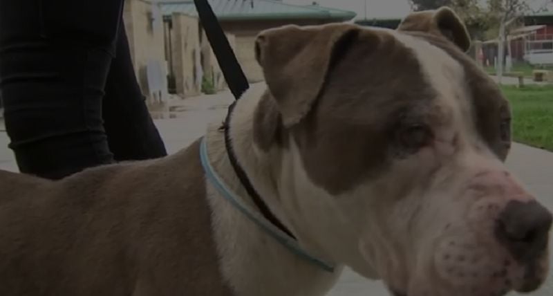 Pit Bull Mix Adopted After Cruel Video Catches Him Being Thrown Over Fence