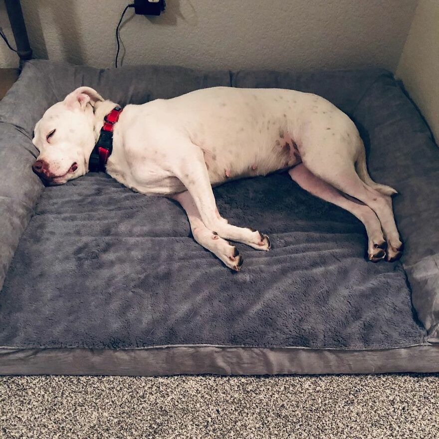 Underweight Pit Bull Found In An Abandoned Apartment Has Incredible ...
