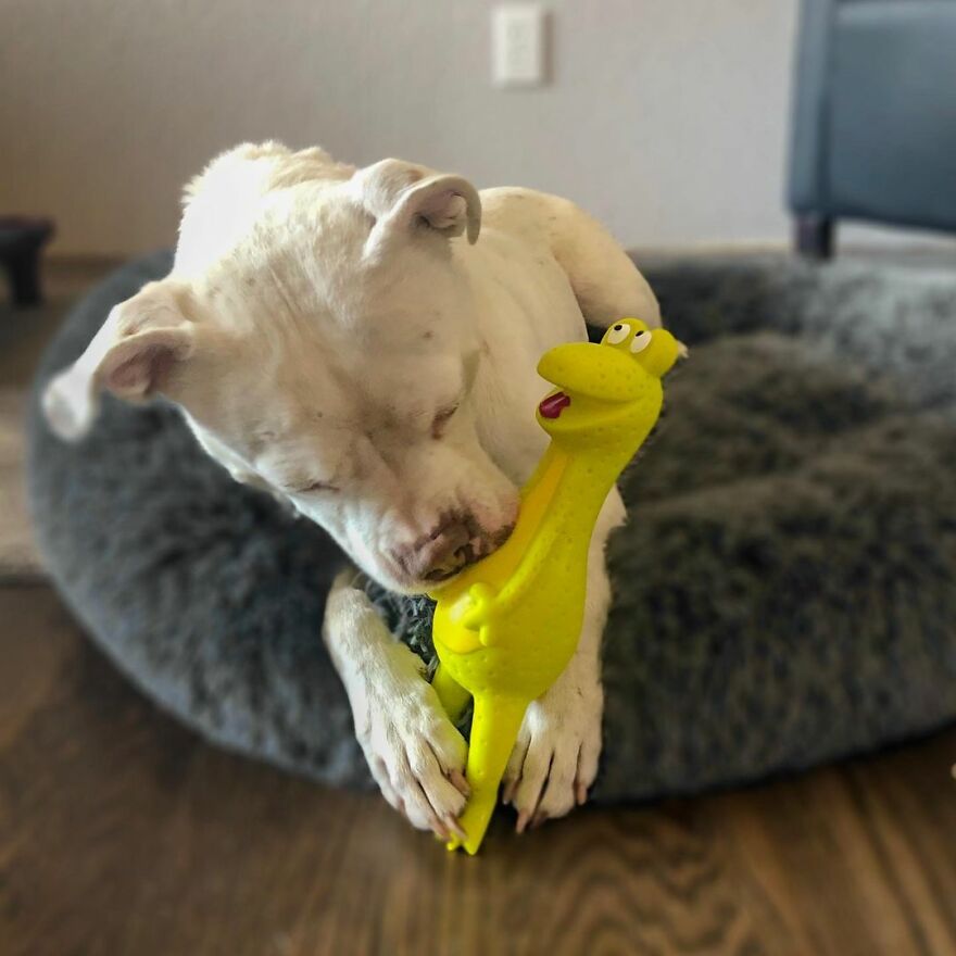 Underweight Pit Bull Found In An Abandoned Apartment Has Incredible ...