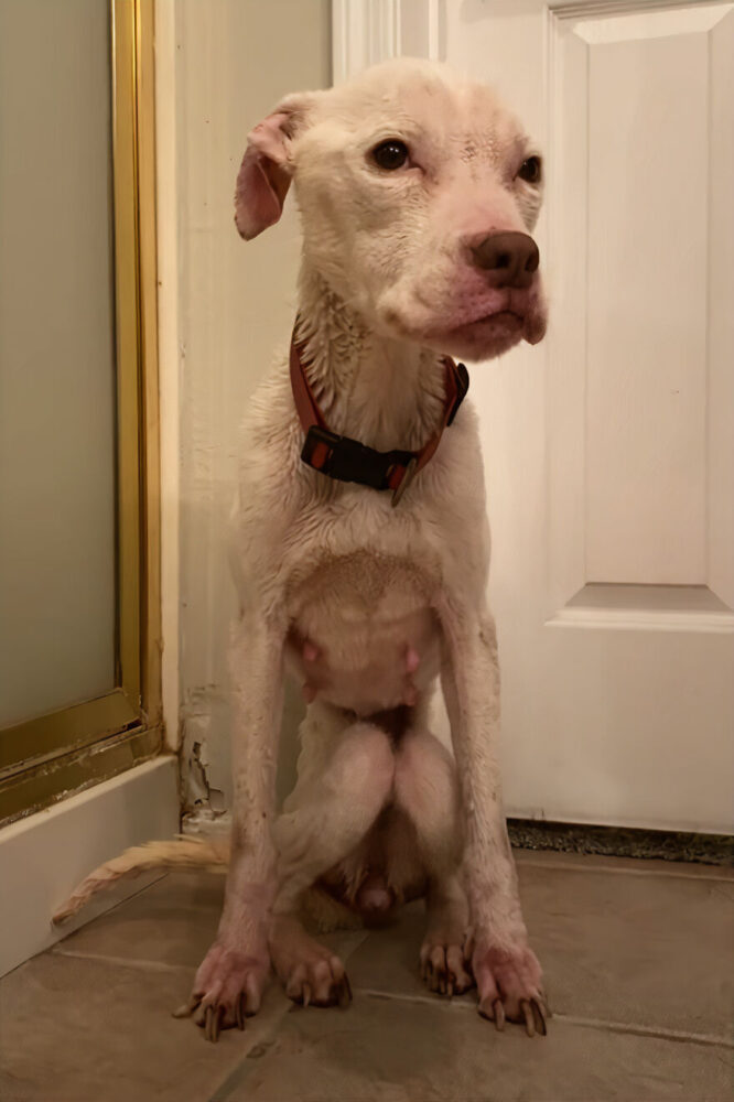Underweight Pit Bull Found In An Abandoned Apartment Has Incredible ...