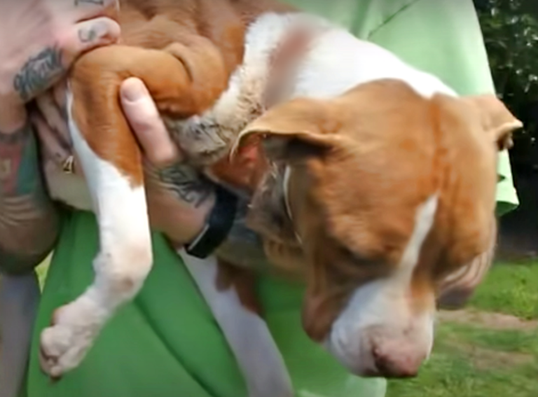 A Starved Pit Bull Chained To Tree Has a Miraculous Transformation