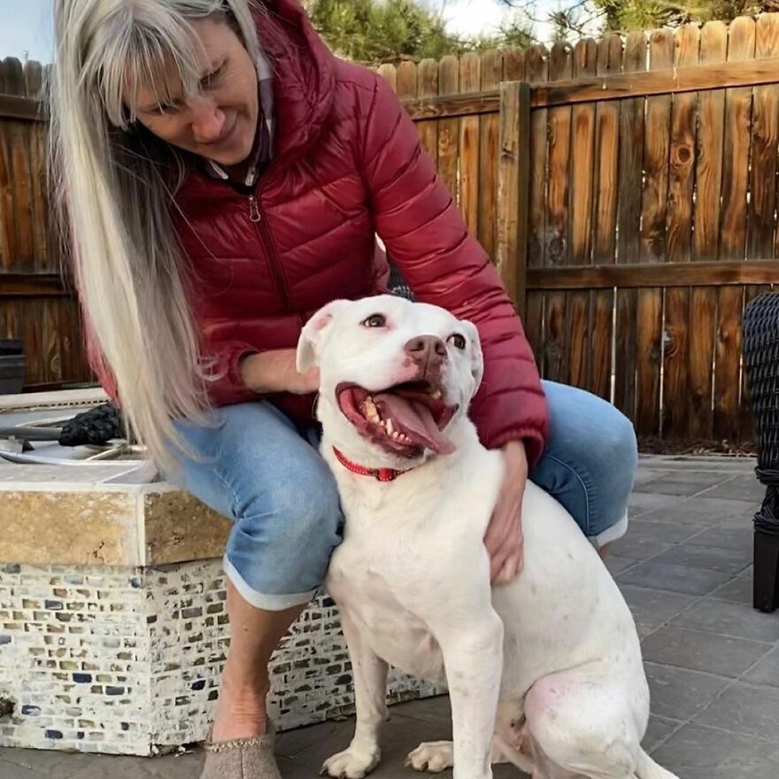 Underweight Pit Bull Found In An Abandoned Apartment Has Incredible ...