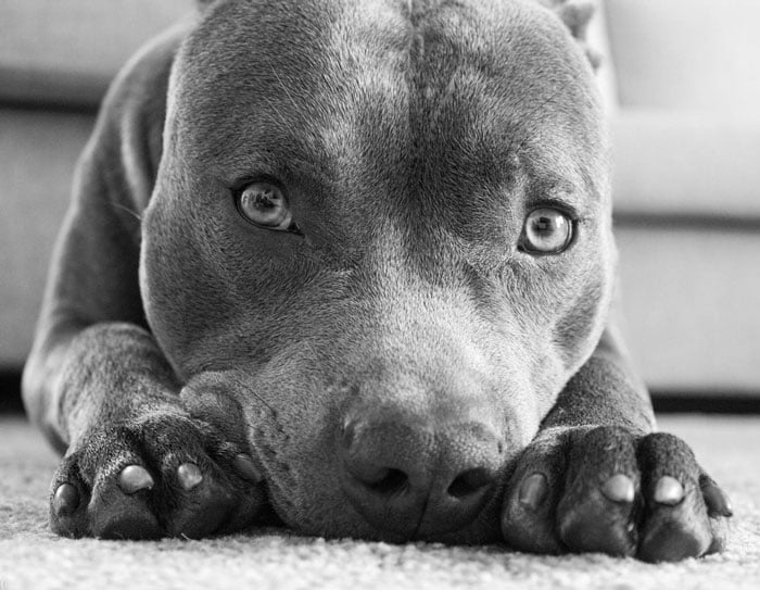 The 10 Best Pit Bull Rescues in Tennessee