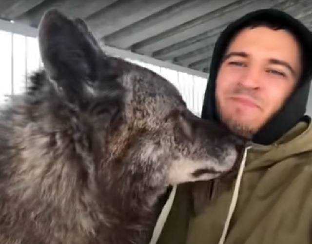 Guys Lives With Largest Wolf On The Planet: Plays With Him Like He’s A ...