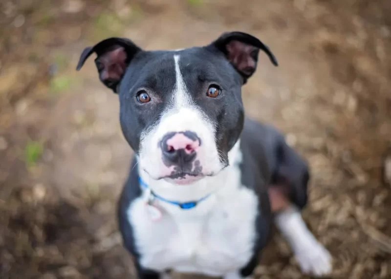 Dog Waiting at Adoption Event Where No One Showed Up Due to Rain Is ...