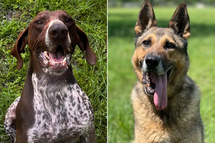 Mission K9 Rescue Helps Retired Working Dogs Experience Joy in Finding a Family