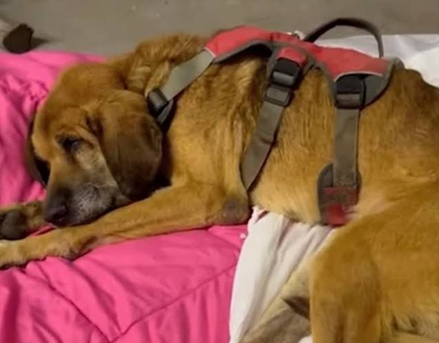 Dog Experiences Freedom From A Chain For The First Time In 19 Years