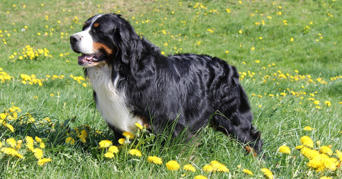 15 Bernese Mountain Dog Mixes That Prove Mixed Breeds Are The Cutest