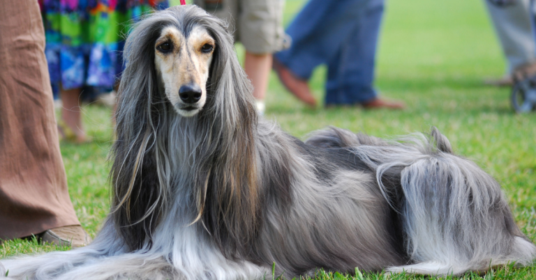15 Dog Breeds That Look Like Living Works Of Art