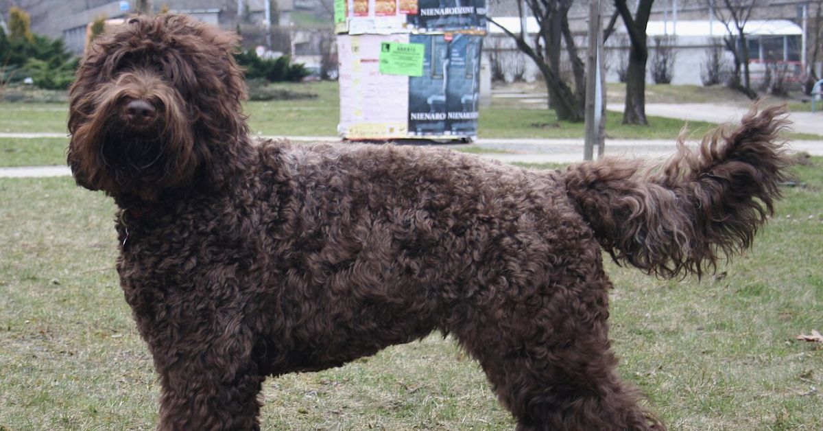 Dogs Rising Stars 15 Rising Stars In The Dog World You Need To Know