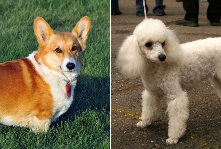 15 Rare Hybrid Dog Breeds You Probably Haven t Heard Of 15 Rare Hybrid Dog Breeds You Probably Haven t Heard Of