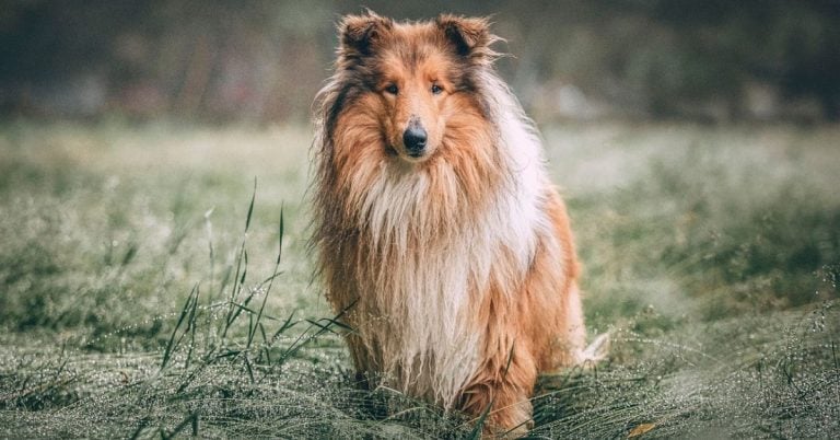 15 Dog Breeds With Long, Luxurious Coats