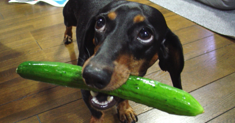 Boost Your Dog’s Diet With These 15 Nutritious Vegetables