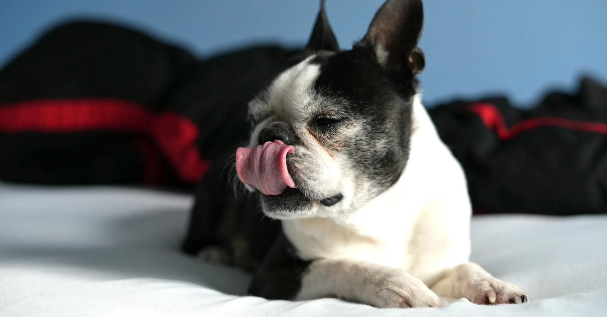 15 Food Allergy Symptoms In Pets That You Should Never Ignore