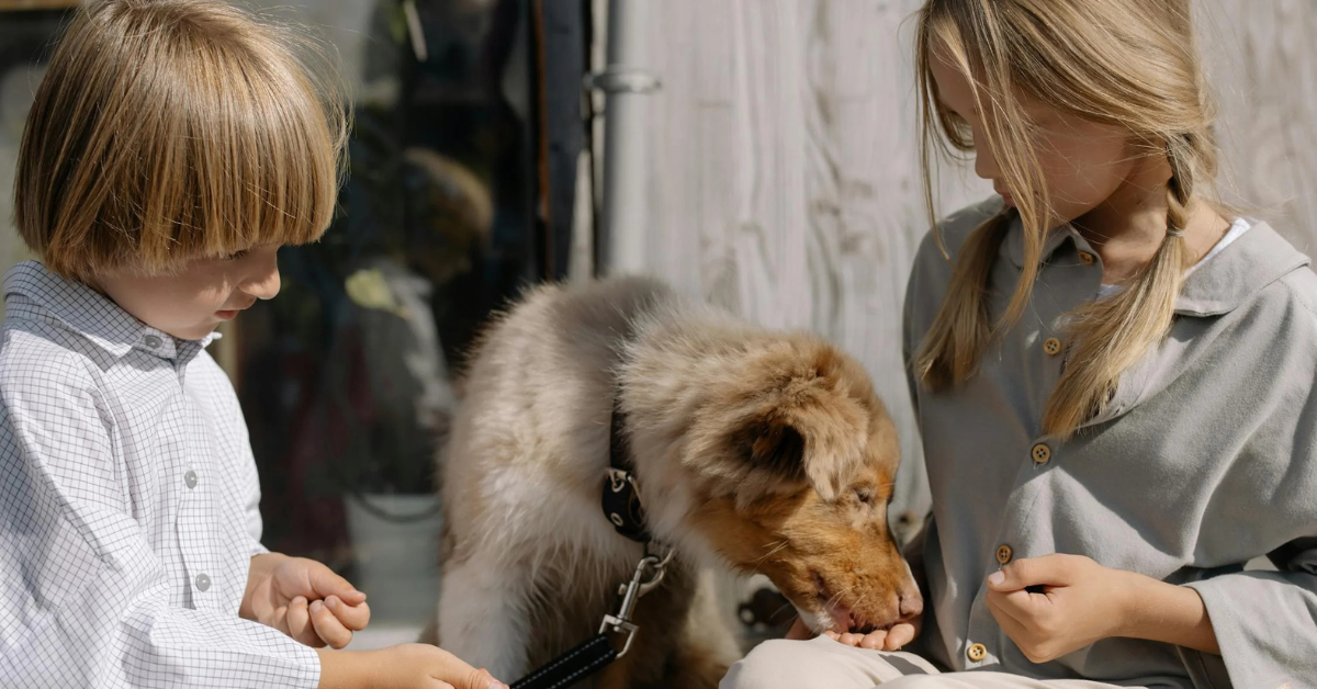 15 Tips To Help Your Dog Overcome Picky Eating - Learners Dealing With Inconsistent Anxious Dog Eating Habits