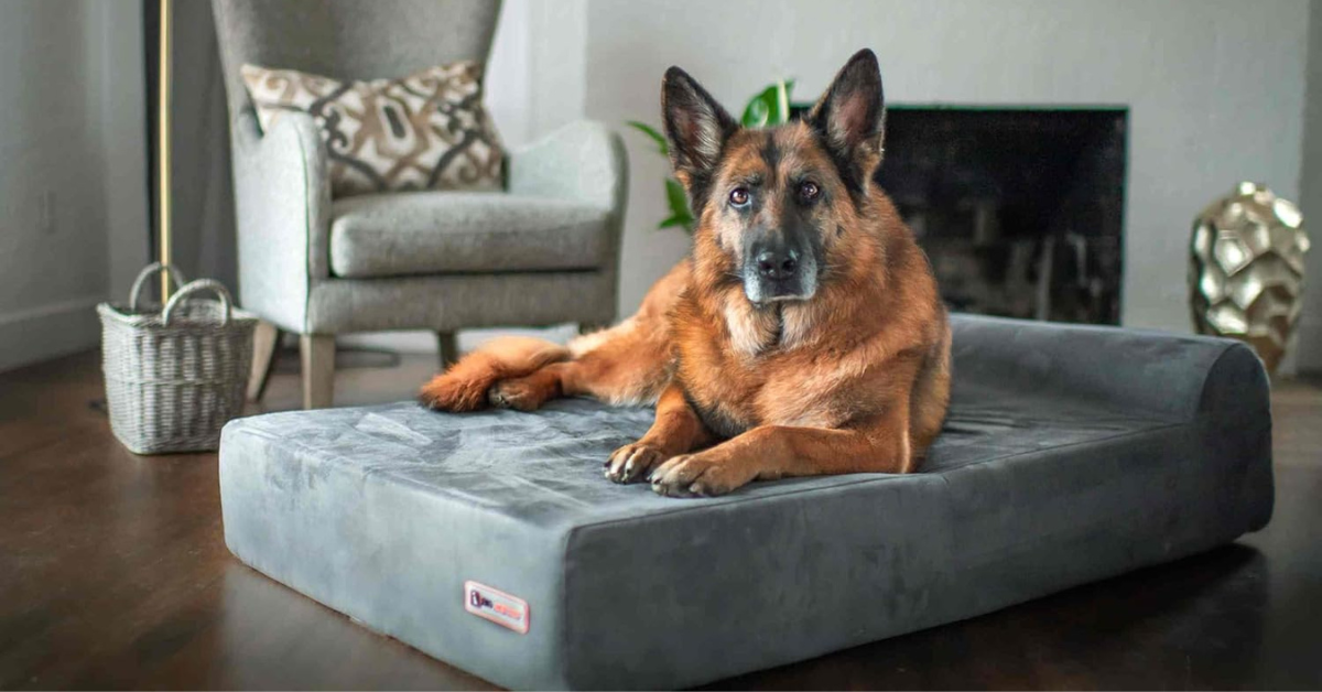 15 Large Dog Beds That Can Keep Your Big Pup Comfortable In 2025