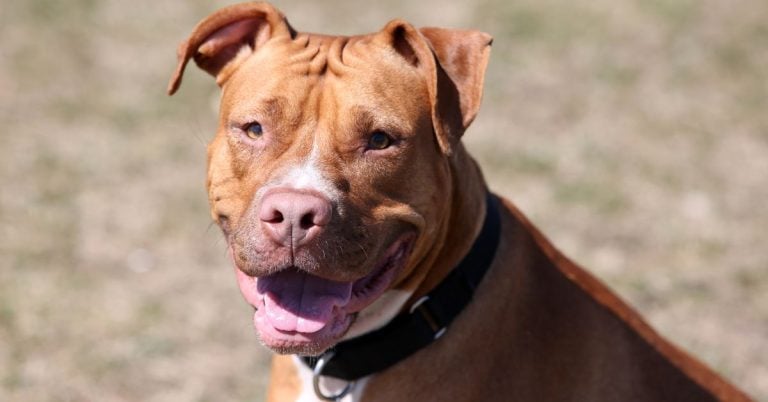 15 Dog Breeds That Require Careful Socialization Around Other Pets