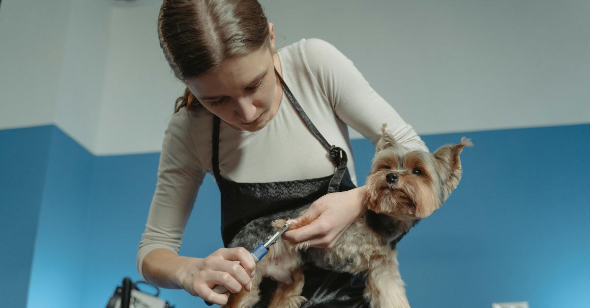 Picture of 15 Easy Tips To Make Dog Nail Trimming Less Stressful