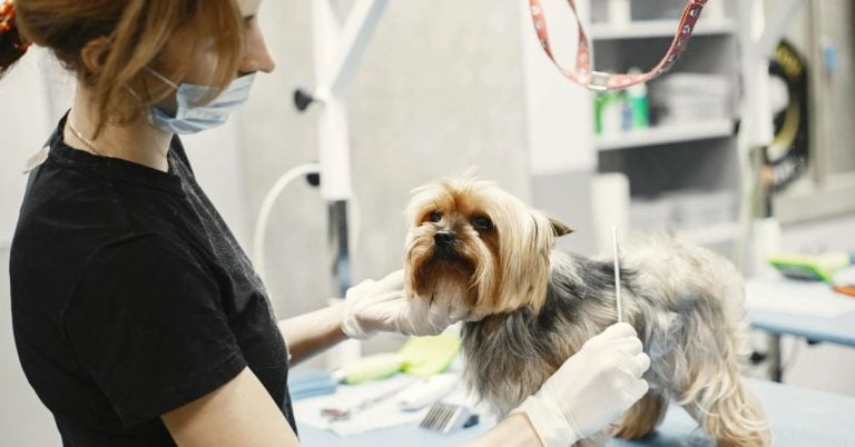 15 Tips To Prevent Dog Bites During Grooming