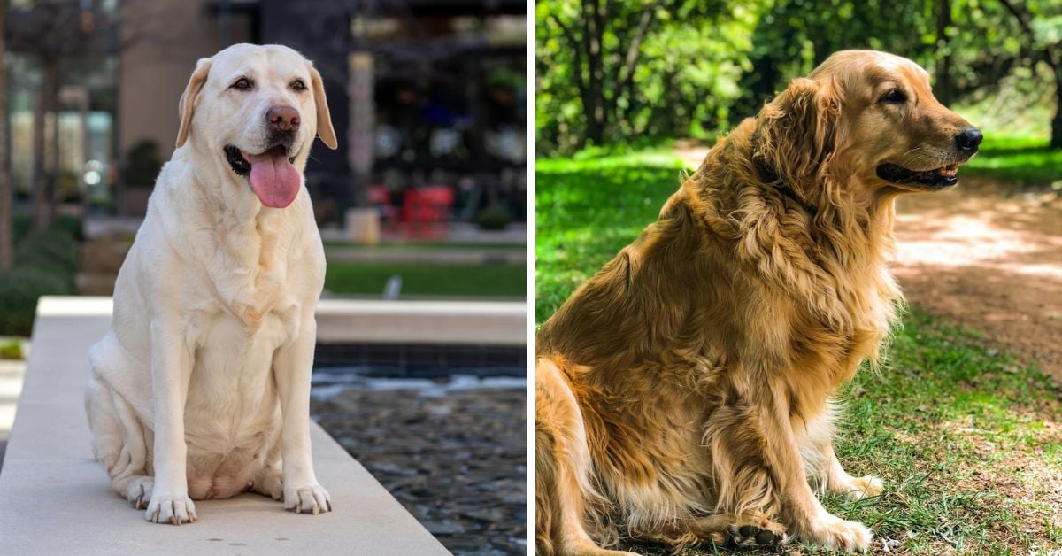Spot The Differences Between Goldens And Labs