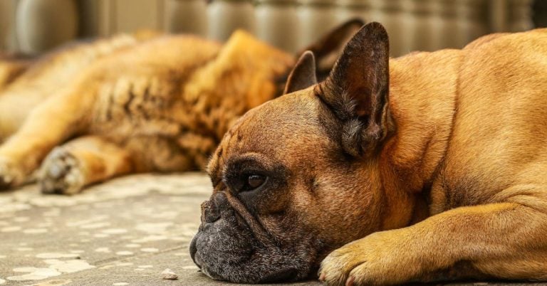 15 Signs That Indicate It’s Time To Take Your Dog To The Vet