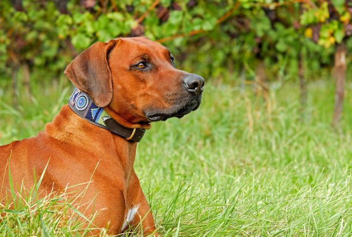 15 Things You Should Know Before Getting A Rhodesian Ridgeback