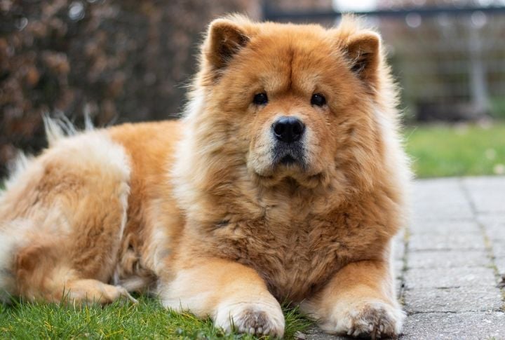 15 Breeds Still Hoping for Their Day In The Sun