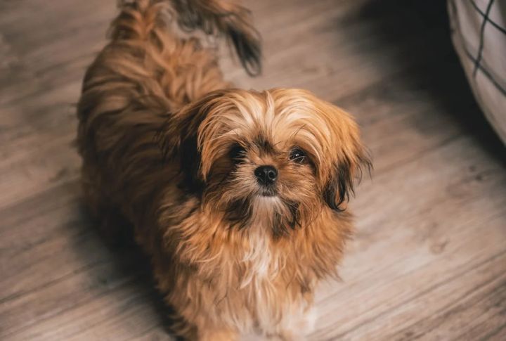 15 Dogs Who Treat Your Heart Like Home
