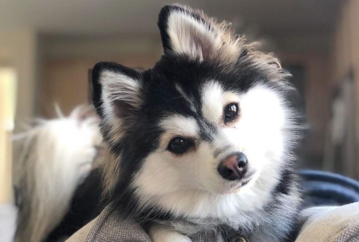 How These Mixed Breeds Are Stealing Hearts Everywhere