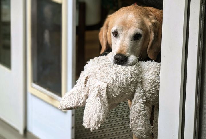 15 Behaviors That May Impact Your Dog’s Happiness