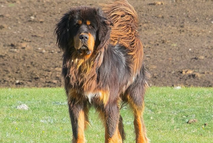 Discover The Top 15 Mastiffs That Command Respect And Awe
