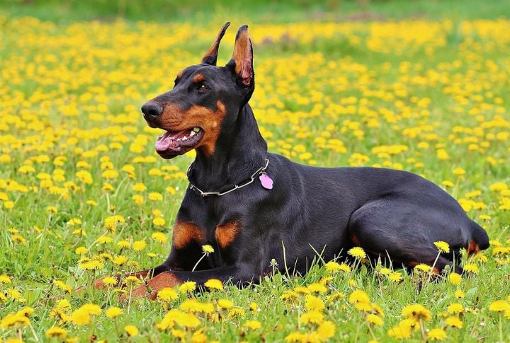 15 Big Dog Breeds That Make Excellent Guardians