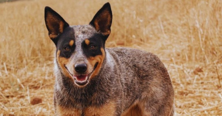 15 Things You’ll Admire About The Australian Cattle Dog
