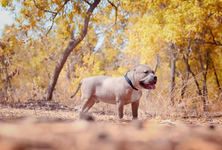 15 American Bully Varieties To Recognize