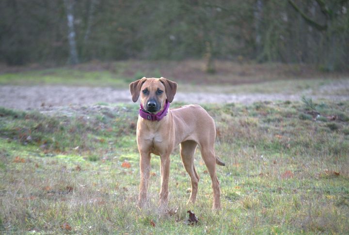 Ridgebacks Have A Strong Prey Drive