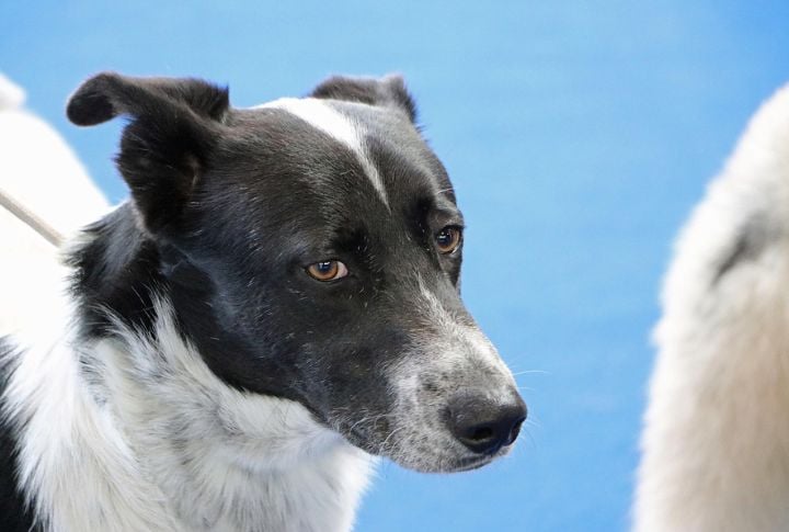 Canaan Dog