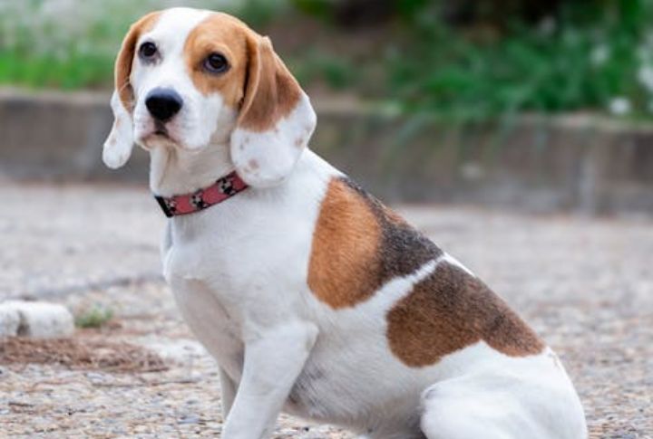 Beagle