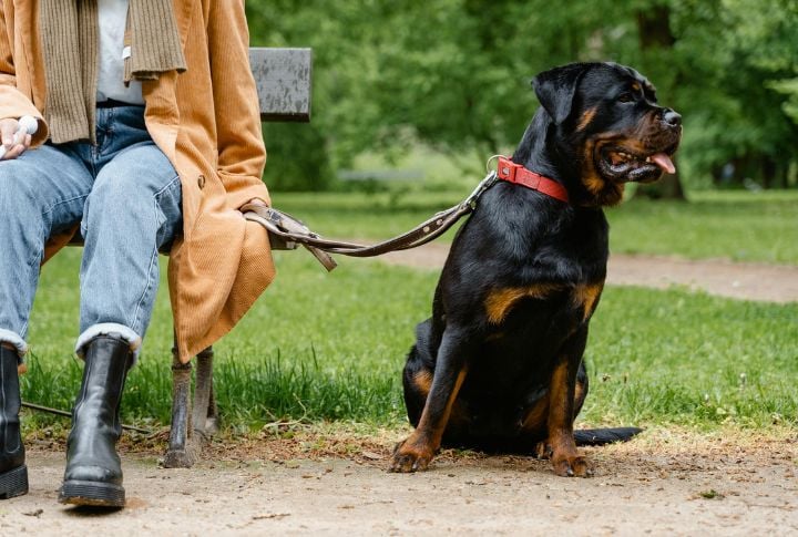Rottweiler