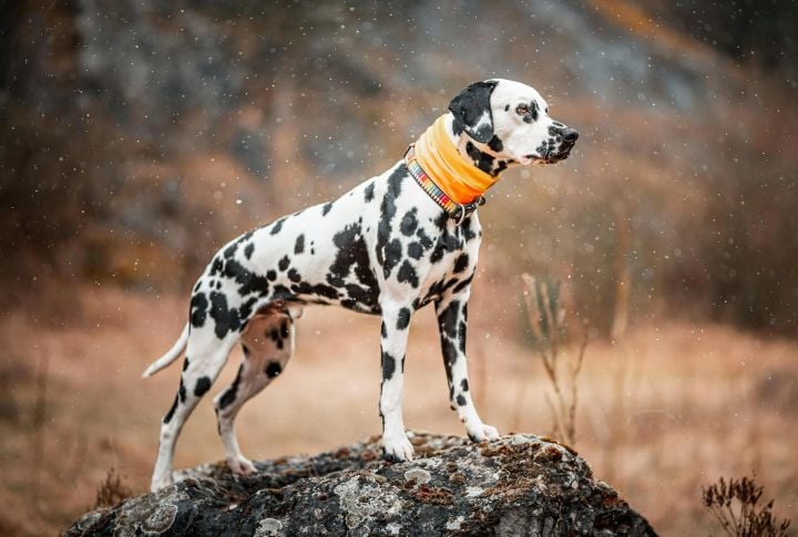 Dalmatian