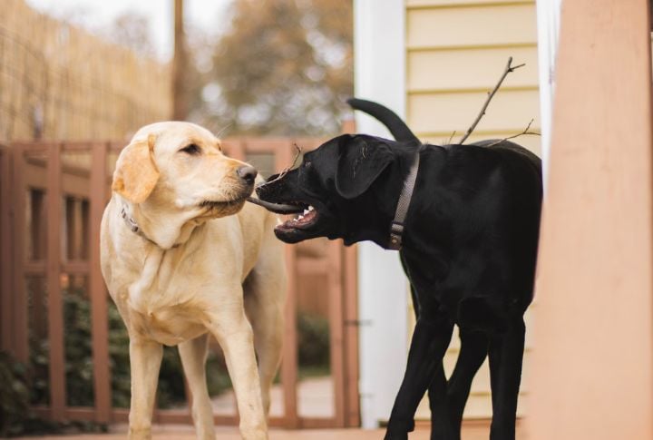 Friendly With Other Pets