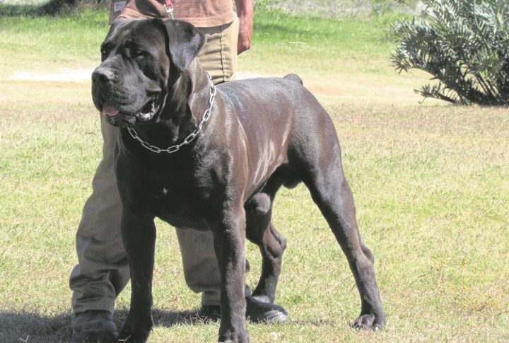 Boerboel