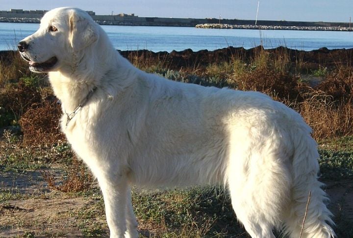 Maremma Sheepdog