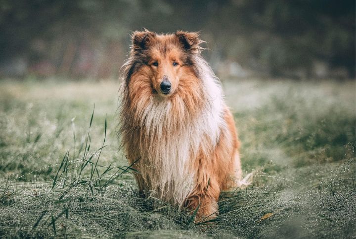 Collie